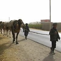 Kamele bei Kunduz <br/>Foto von Spangleddrongo